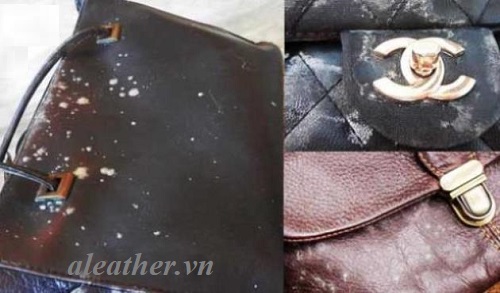 nấm mốc trên đồ da